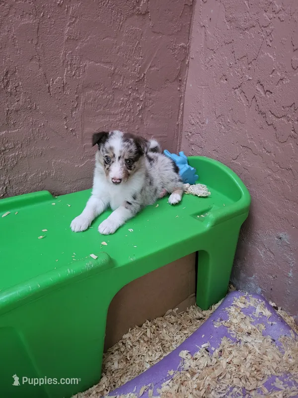 3F3-red – Border Collie puppy for sale in Myakka City, FL
