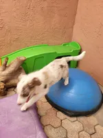 1F1-yellow, a female Border Collie for sale in Myakka City, FL – 5 of 9