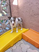 3F3-red, a female Border Collie for sale in Myakka City, FL – 3 of 10