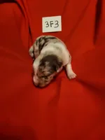 3F3-red, a female Border Collie for sale in Myakka City, FL – 3 of 8