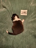 2M5-green, a male Border Collie for sale in Myakka City, FL – 5 of 6
