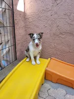 3F3-red, a female Border Collie for sale in Myakka City, FL – 4 of 10