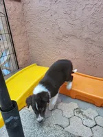 2M5-green, a male Border Collie for sale in Myakka City, FL – 5 of 9