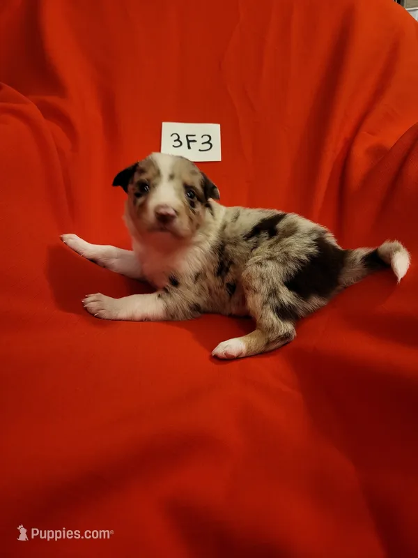 3F3-red – Border Collie puppy for sale in Myakka City, FL