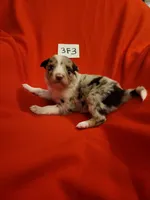 3F3-red, a female Border Collie for sale in Myakka City, FL – 6 of 10