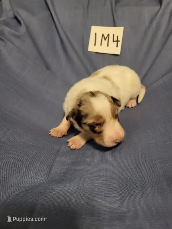 1M4-blue – Border Collie puppy for sale in Myakka City, FL