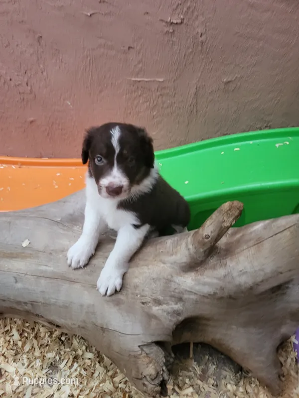 2M5-green – Border Collie puppy for sale in Myakka City, FL