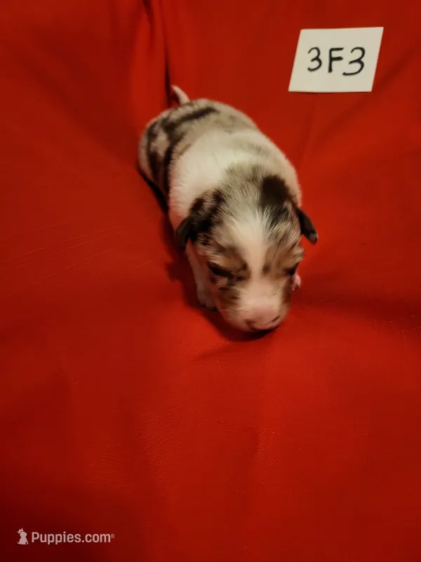 3F3-red – Border Collie puppy for sale in Myakka City, FL
