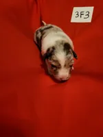 3F3-red, a female Border Collie for sale in Myakka City, FL – 1 of 8