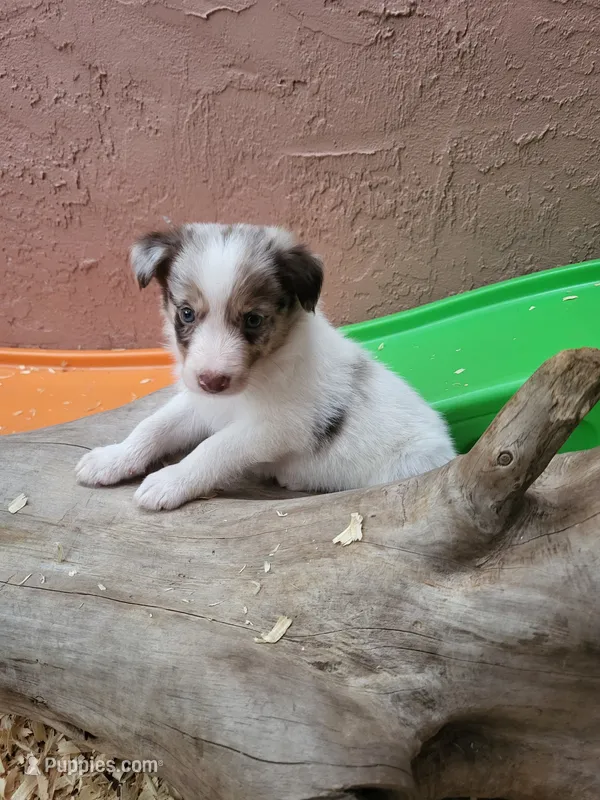 1M4-blue – Border Collie puppy for sale in Myakka City, FL