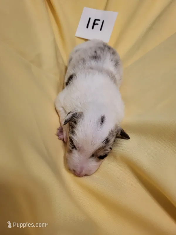 1F1-yellow – Border Collie puppy for sale in Myakka City, FL