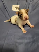 1M4-blue, a male Border Collie for sale in Myakka City, FL – 2 of 7