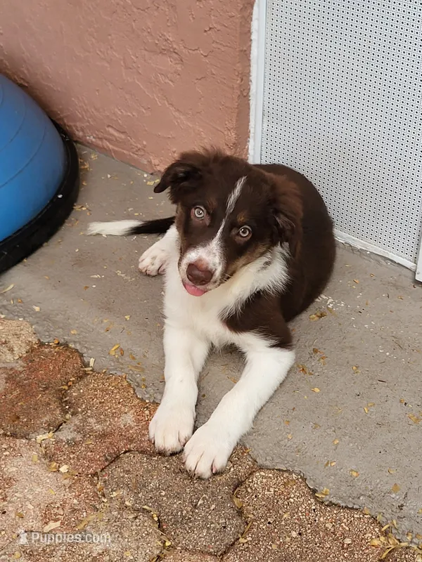 2M5-male – Border Collie puppy for sale in Myakka City, FL