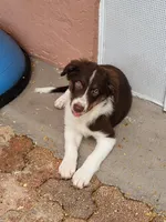 2M5-male, a male Border Collie for sale in Myakka City, FL – 1 of 10