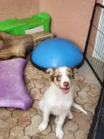1M4-male, a male Border Collie for sale in Myakka City, FL – 2 of 10