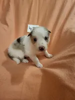 4F6-orange, a female Border Collie for sale in Myakka City, FL – 8 of 10
