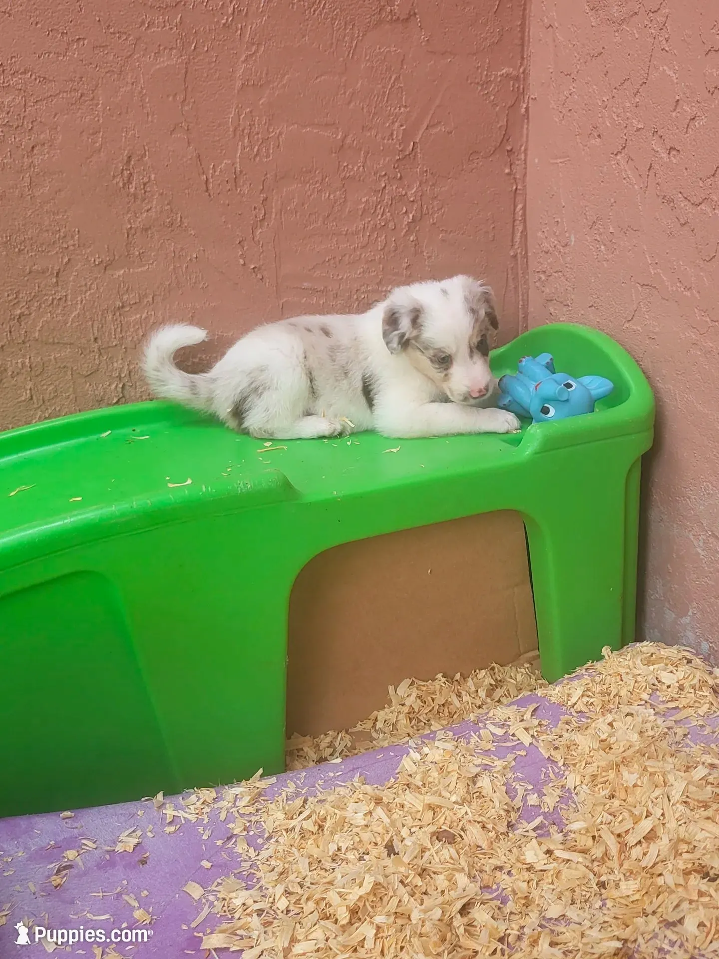 1F1-yellow, a female Border Collie for sale in Myakka City, FL – 6 of 9
