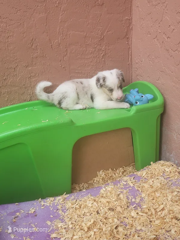 1F1-yellow – Border Collie puppy for sale in Myakka City, FL