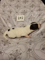 2F2-white, a female Border Collie for sale in Myakka City, FL – 5 of 8