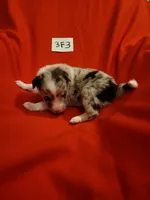 3F3-red, a female Border Collie for sale in Myakka City, FL – 8 of 10