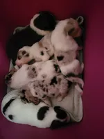 1F1-yellow, a female Border Collie for sale in Myakka City, FL – 7 of 8