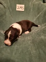 2M5-green, a male Border Collie for sale in Myakka City, FL – 4 of 6