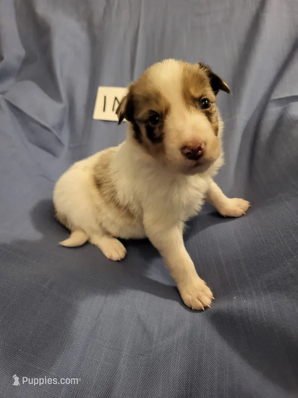 1M4-blue – Border Collie puppy for sale in Myakka City, FL