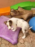 1M4-male, a male Border Collie for sale in Myakka City, FL – 3 of 10