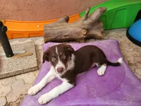 2M5-male, a male Border Collie for sale in Myakka City, FL – 2 of 10