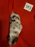 3F3-red, a female Border Collie for sale in Myakka City, FL – 5 of 8