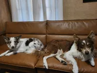 4F6-orange, a female Border Collie for sale in Myakka City, FL – 7 of 7