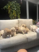 Red collar male I, a male Goldendoodle for sale in Dillwyn, VA – 5 of 7