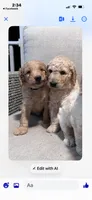 Orange collar female, a female Goldendoodle for sale in Dillwyn, VA – 8 of 8