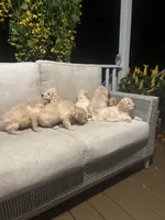 Purple collar female, a female Goldendoodle for sale in Dillwyn, VA – 5 of 10