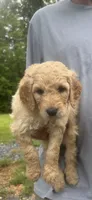 Red collar male I, a male Goldendoodle for sale in Dillwyn, VA – 3 of 7