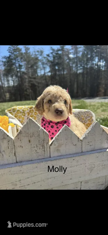 Molly – Goldendoodle puppy for sale in Dillwyn, VA
