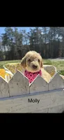 Molly, a female Goldendoodle for sale in Dillwyn, VA – Photo 1 of 3