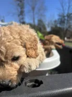 Molly, a female Goldendoodle for sale in Dillwyn, VA – Photo 2 of 3