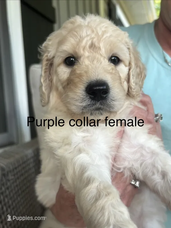 Purple collar female – Goldendoodle puppy for sale in Dillwyn, VA