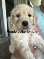 Purple collar female, a female Goldendoodle for sale in Dillwyn, VA – 1 of 10