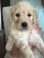 Purple collar female, a female Goldendoodle for sale in Dillwyn, VA – 4 of 10