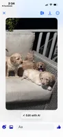 Purple collar female, a female Goldendoodle for sale in Dillwyn, VA – 8 of 10