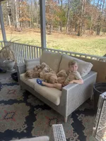 Petunia, a female Goldendoodle for sale in Dillwyn, VA – Photo 3 of 3