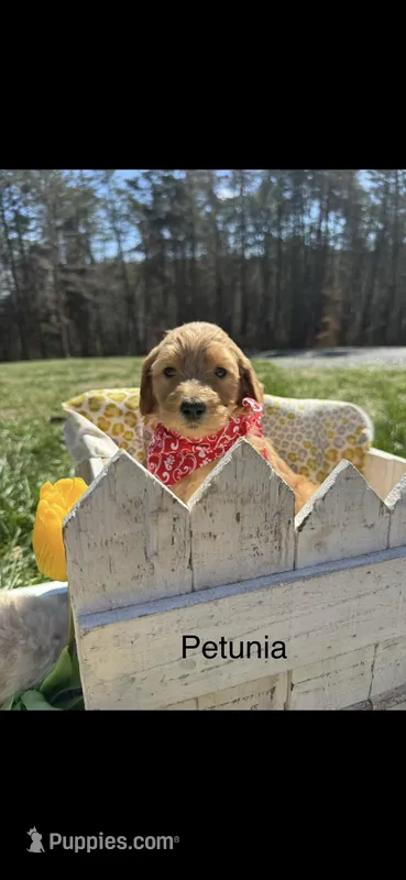 Petunia – Goldendoodle puppy for sale in Dillwyn, VA