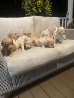 Orange collar female, a female Goldendoodle for sale in Dillwyn, VA – 6 of 8