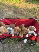 Maxx, a male Goldendoodle and Irish Doodle for sale in Dillwyn, VA – Photo 4 of 5
