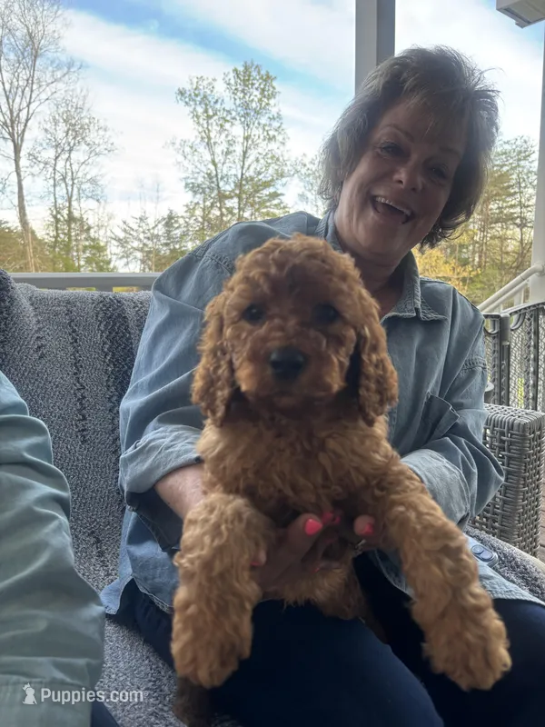 Maxx – Goldendoodle, Irish Doodle puppy for sale in Dillwyn, VA
