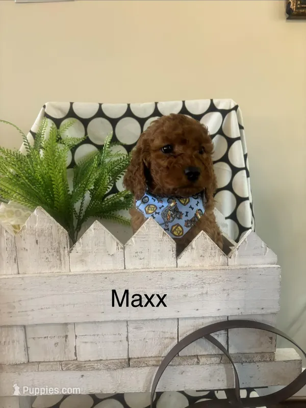 Maxx – Goldendoodle, Irish Doodle puppy for sale in Dillwyn, VA