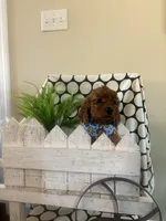 Maxx, a male Goldendoodle and Irish Doodle for sale in Dillwyn, VA – Photo 2 of 5