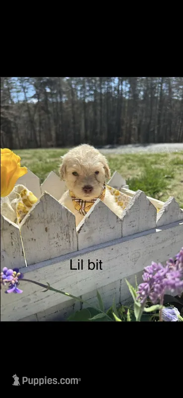 Little Bit – Goldendoodle puppy for sale in Dillwyn, VA